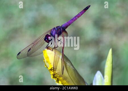 Violet dropwing - Trithemis annulata Stock Photo