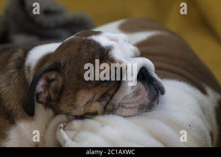 Small sleeping puppy of english bulldog Stock Photo