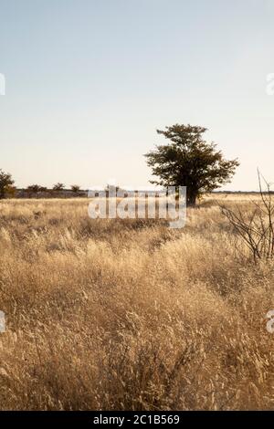 Dry and empty landscape with a lonely tree in the distance, The dead Vlei, Namibia Stock Photo