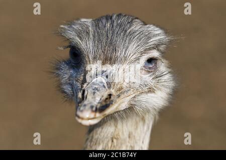 Portrait of greater rhea (Rhea americana) Stock Photo