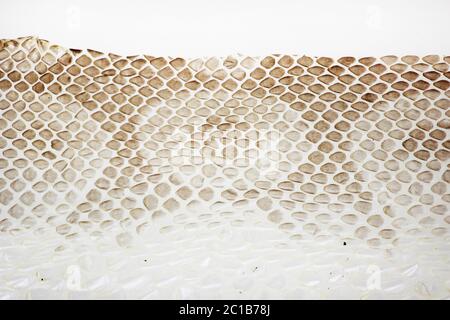 jacket cast-off skin of snake Royal Python on a white background. Stock Photo