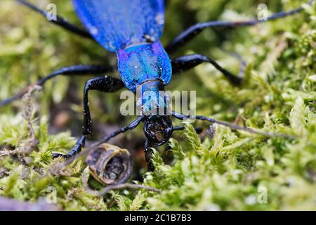 Blue ground beetle (Carabus intricatus) on a green moss Stock Photo