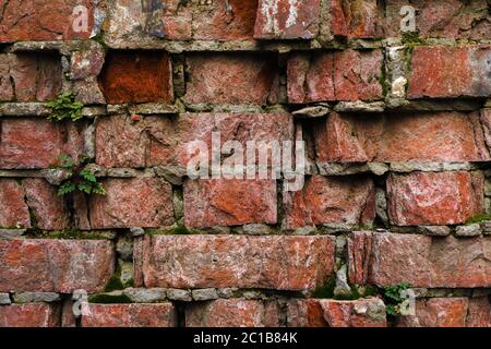 Grunge background Old brick wall weathered and falling apart. The cement interlayers between the bricks were covered with green Stock Photo