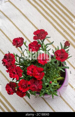 Red Carnations Flowers in a pot Stock Photo