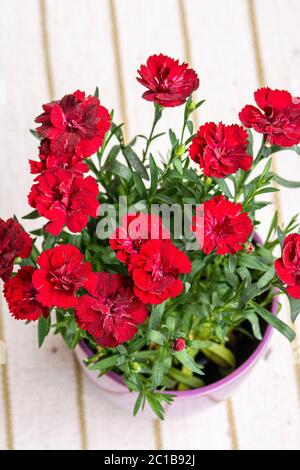 Red Carnations Flowers in a pot Stock Photo