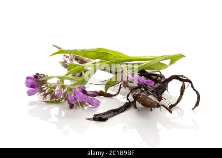 Comfrey flowers and root. Stock Photo