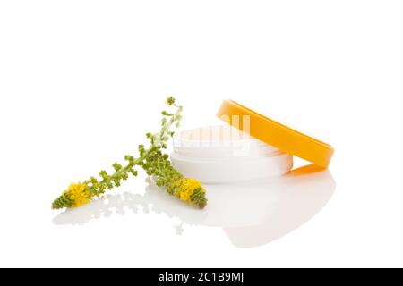 Creme and flower of a common agrimony. Stock Photo