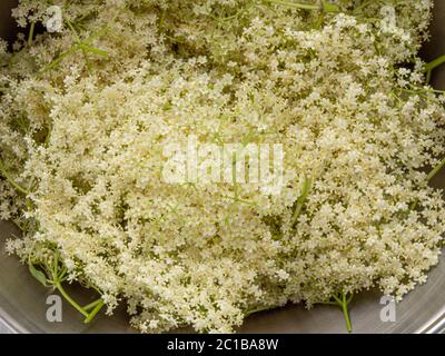 Freshly picked elderflowers in a maslin pan, waiting to be made into a cordial. Stock Photo