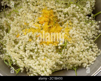 Freshly picked elderflowers along with lemon and orange zest in a maslin pan. Stock Photo
