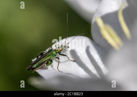 Thick-legged flower beetle (Oedemera nobilis), also known as the swollen-thighed beetle and the false oil beetle, on white Campanula Stock Photo