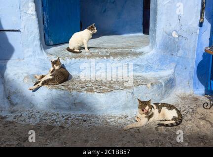 Cats on blue street in Medina Chefchaouen Stock Photo