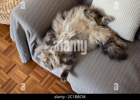 A large Norwegian Forest cat with luxuriant grey fur lying on a sofa. Stock Photo