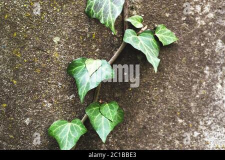 Close-up of a natural background of green ivy stems with leaves crawling on a cement wall Stock Photo