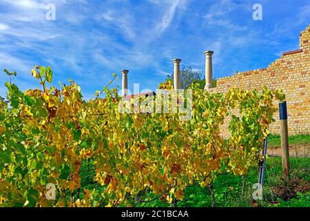 Villa Rustica Weilberg, Weinstöcke, Herbstlaub Stock Photo