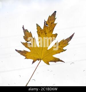 Square Natural single yellow maple tree leaf isolated against bright white background Stock Photo