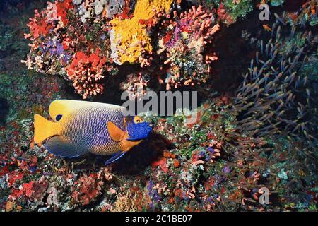 Blueface angelfish - Pomacanthus xanthometopon Stock Photo