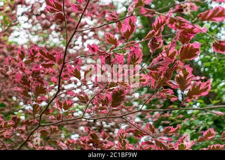Beautiful decorative beech Stock Photo