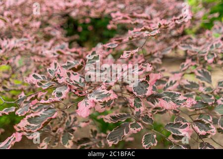 Beautiful decorative beech Stock Photo