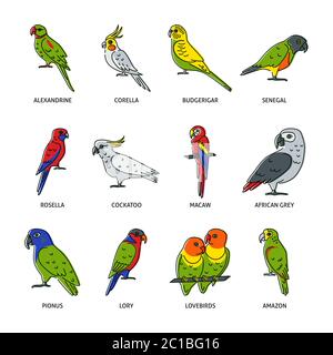Collection of parrot icons in colored line style. Tropical bird symbols isolated on white background. Vector illustration. Stock Vector