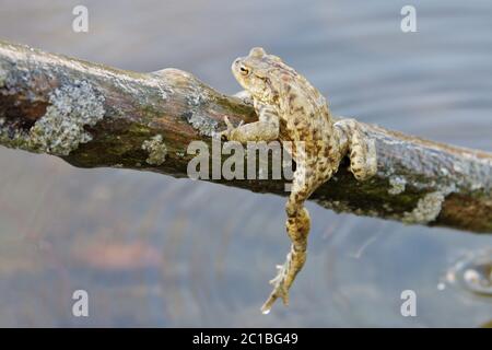 Common toad (Bufo bufo) in a wild nature Stock Photo