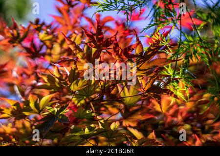 Colourful maple leaves Stock Photo