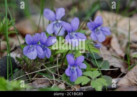 Pale wood violet (Viola reichenbachiana) in a wild nature Stock Photo