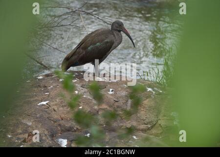 Hadeda ibis Bostrychia hagedash also called hadada Sub-Saharan Africa Kenya Stock Photo