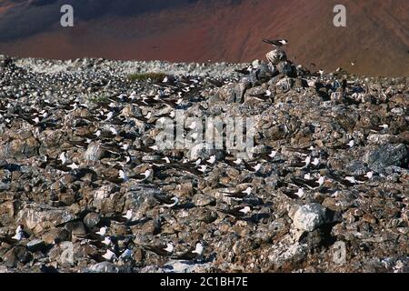 Sooty terns - Sterna fuscata Stock Photo