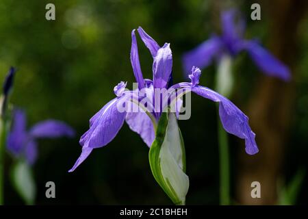 The flower of a variegated Japanese iris (Iris laevigata 'Variegata') Stock Photo