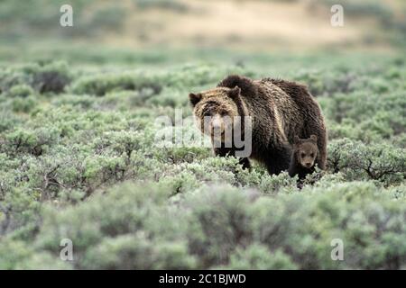 USA, Rockie Mountains, Wyoming, Yellowstone, National Park, UNESCO, World Heritage,Grizzly mon with cub (m) Stock Photo