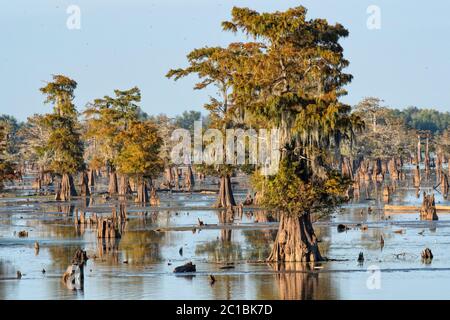 USA, Louisiana, St.Martins Parish, Breaux Bridge, Atchafalaya Basin, Cypress swamp Stock Photo