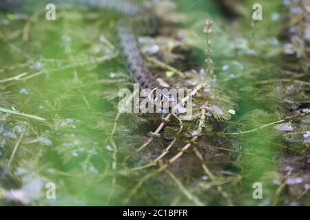 Gras Snake in Lake Natrix Natrix Portrait Stock Photo