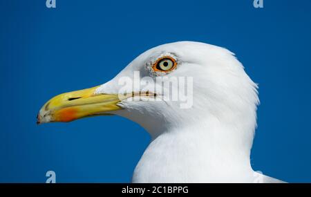 big seagull close up portrait Stock Photo