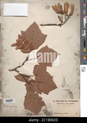 Acer tegmentosum Maxim Acer tegmentosum Maxim. Stock Photo