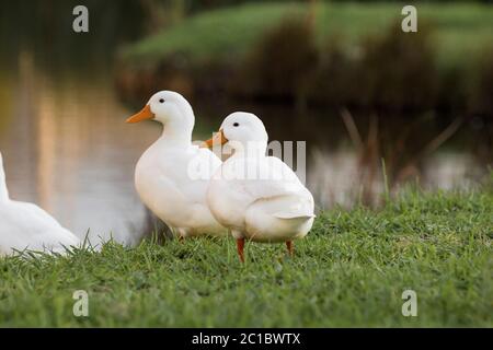 The Pekin or White Pekin ducks standing next to their pond Stock Photo