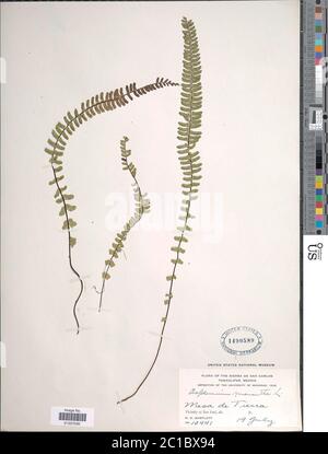 Asplenium monanthes L Asplenium monanthes L. Stock Photo