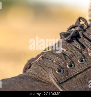 Square crop Hitchhiker grass weeds on the lace up black canvas sneaker shoes of a man Stock Photo