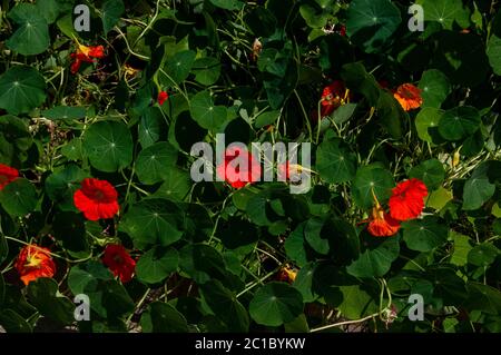 Tropaeolum majus is a species of flowering plant in the family Tropaeolaceae, originating in the Andes from Bolivia north to Colombia Stock Photo