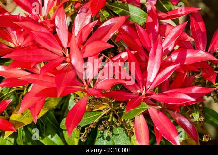 Pieris Japonica 'Forest Flame' an evergreen shrub with colorful red pink foliage in spring Stock Photo