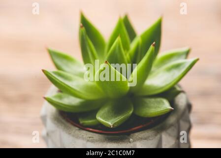 Succulent plant in concrete plant pot closeup view Stock Photo