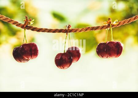 Cherries on string, orchard sunshine, summer day Stock Photo