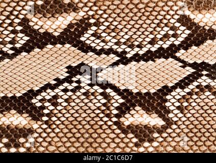 Snake skin texture close up Stock Photo