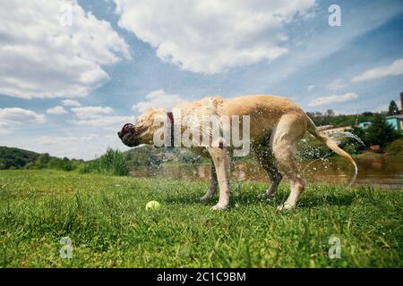Dog shaking. Labrador retriever on meadow after swimming in river. Stock Photo