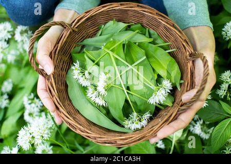 Close Up Of Woman Holding Basket Of Hand Picked Wild Garlic In Woodland Stock Photo