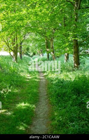 Path Running Through Beautiful Green Summer Woodland Stock Photo