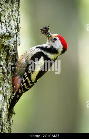 Middle spotted woodpecker clinging on bark of tree trunk in summer forest Stock Photo