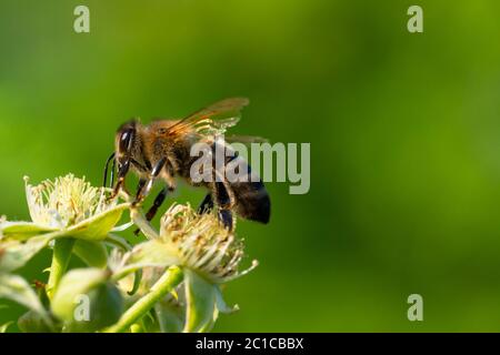 Bumble bee collecting pollen in the summer sunshine Stock Photo