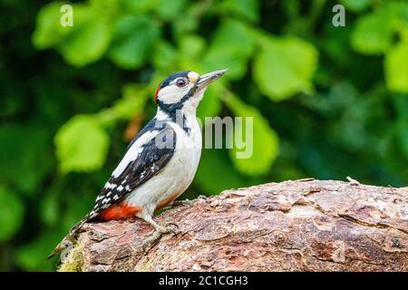 Male great-spotted woodpecker in mid Wales during springtime Stock Photo