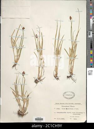 Carex macloviana Carex macloviana. Stock Photo