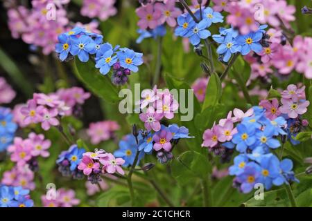 Pink and Blue Forget-me-not (Myosotis sylvatica) Stock Photo